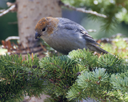 Pine Grosbeak 4321